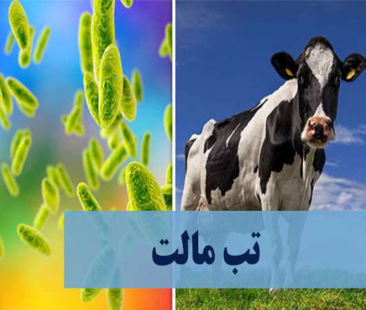 پاورپوینت بیماری بروسلوز و راهکارهای کنترل آن پاورپوینت بیماری بروسلوز و راهکارهای کنترل آن
